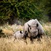 Neushoorn met kleintje